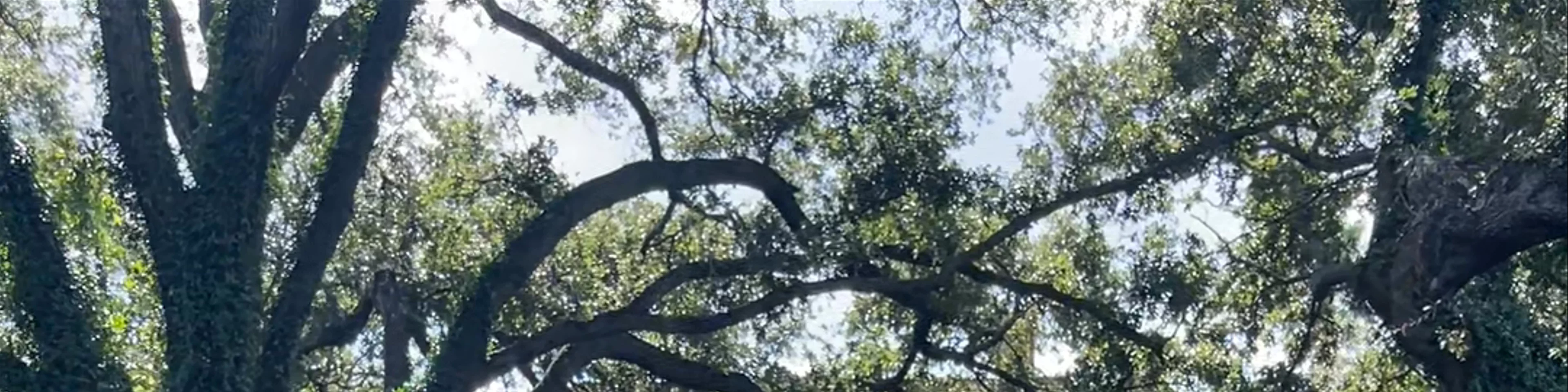 Whitney Plantation
