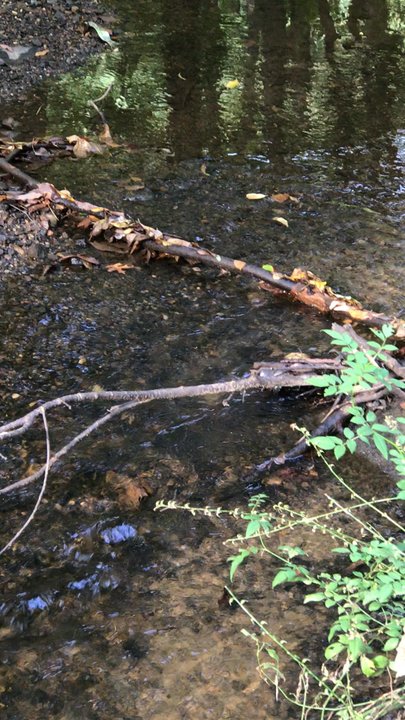 Loantaka Park - Stream - Parks Near Me - Morristown, New Jersey