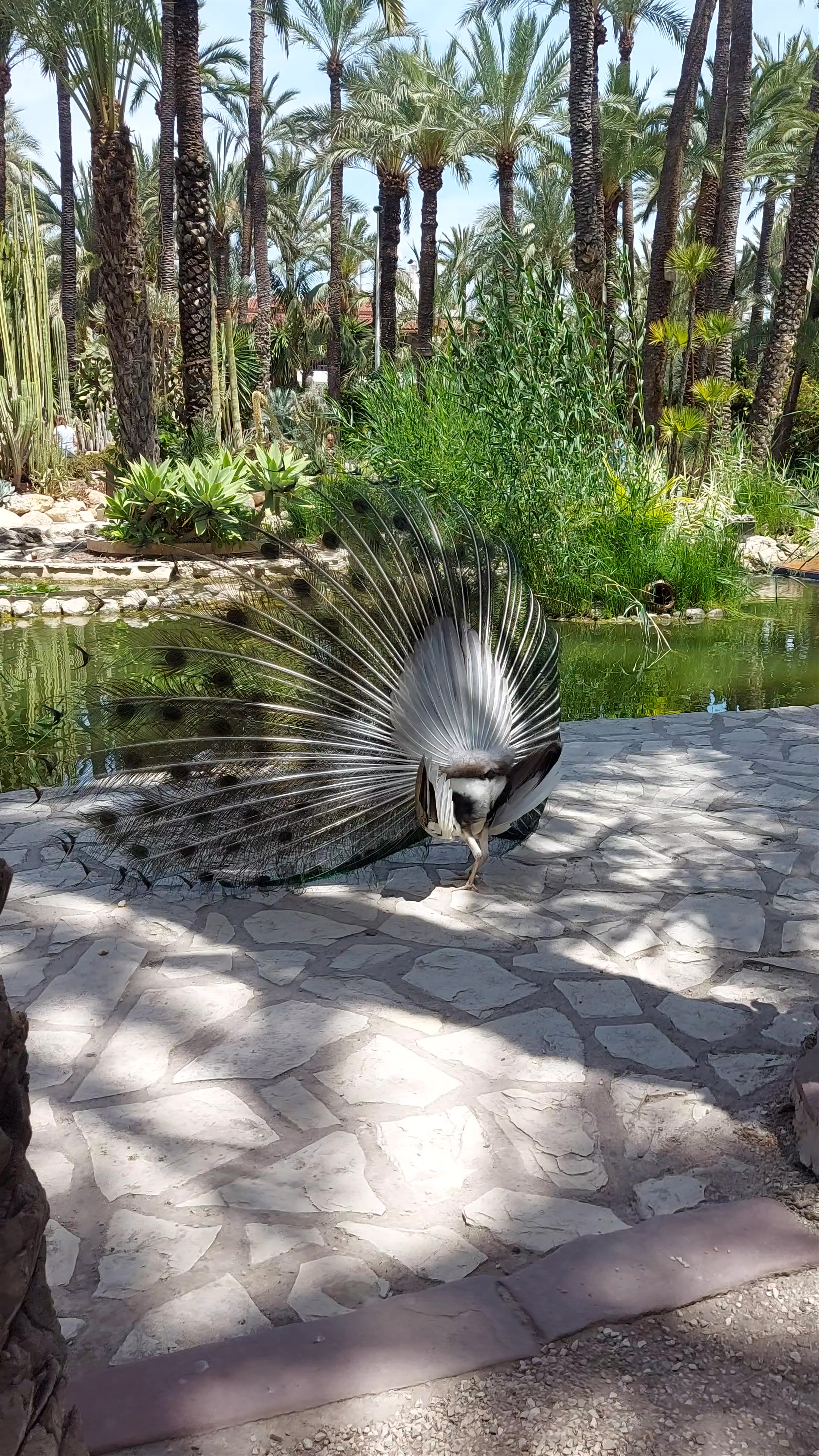 Huerto del Cura: Exotic Oasis and Majestic Peacocks in Elche