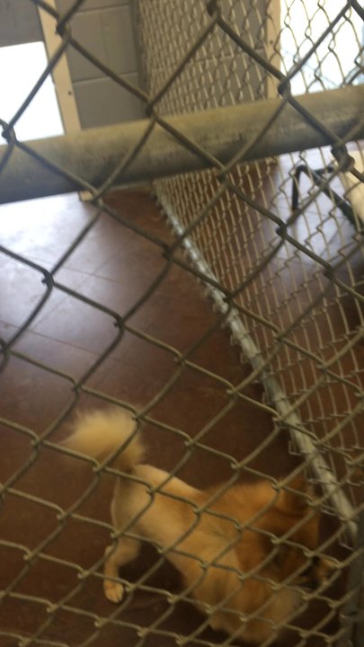 PetSmart - Pet Training Near Me - Columbus, Mississippi