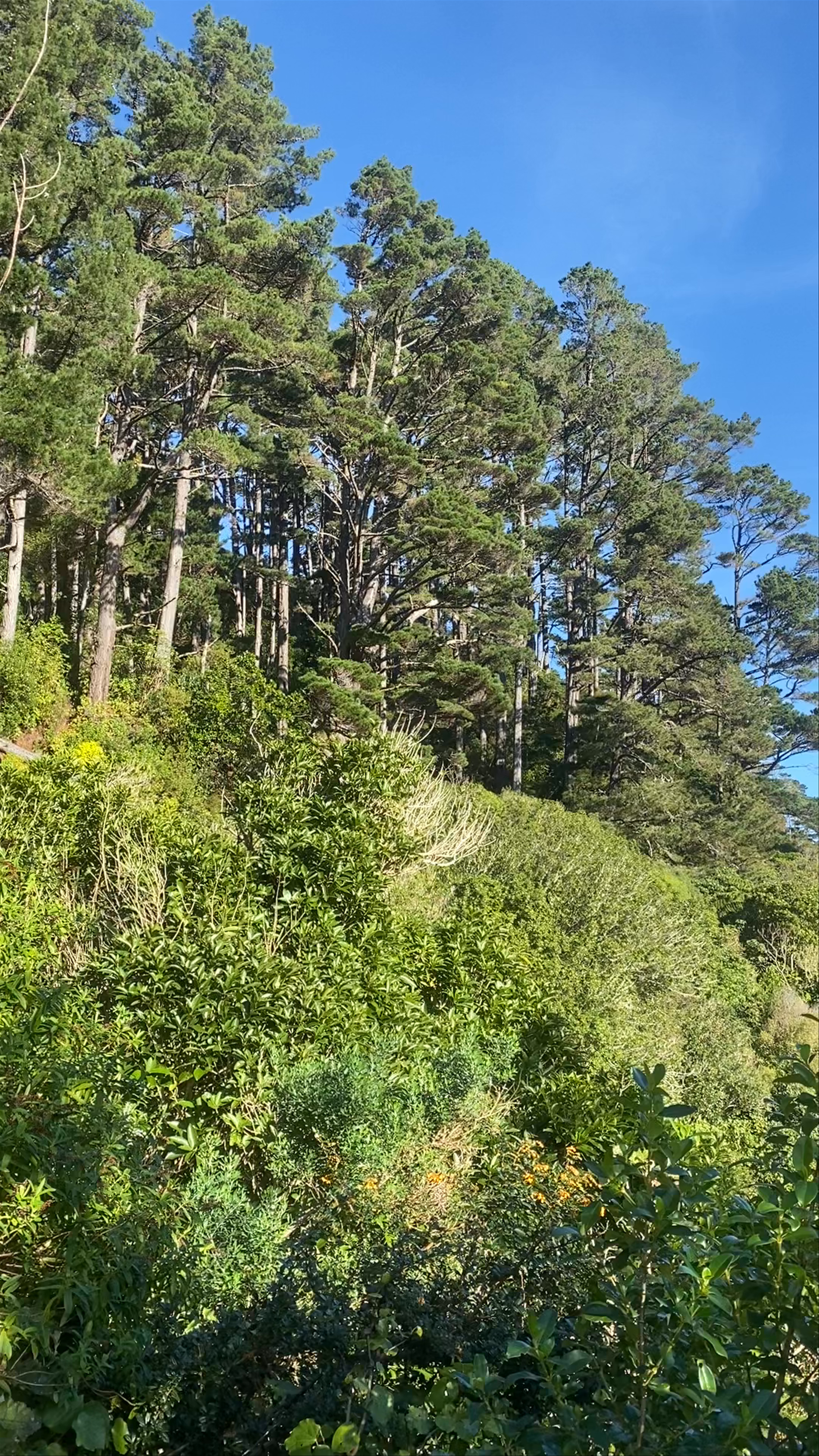 Zealandia Te Māra a Tāne Waiapu Road