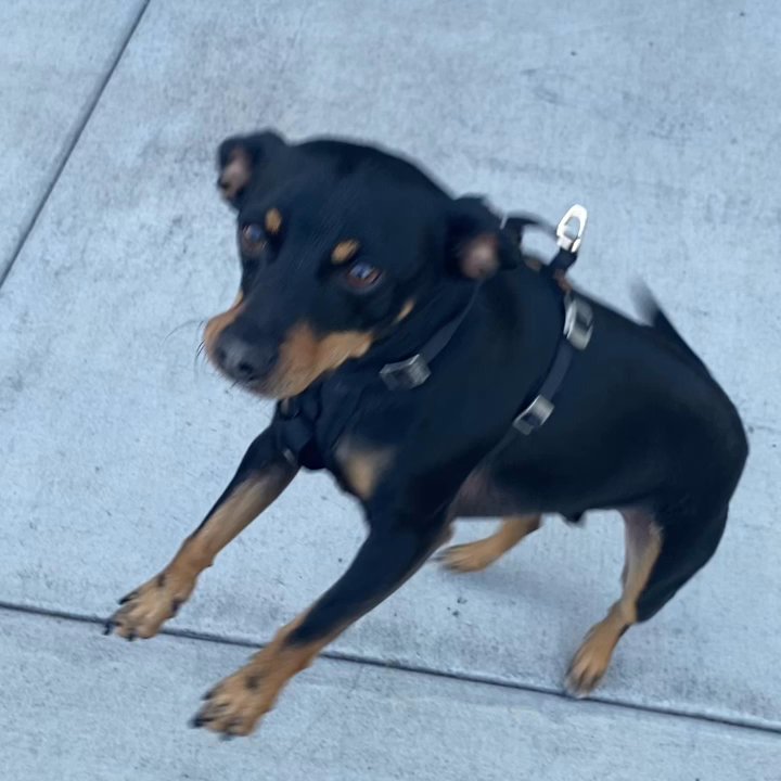 Insomnia Coffee - Puppy is losing it over his treat - Coffee & Tea Near Me - Beaverton, Oregon