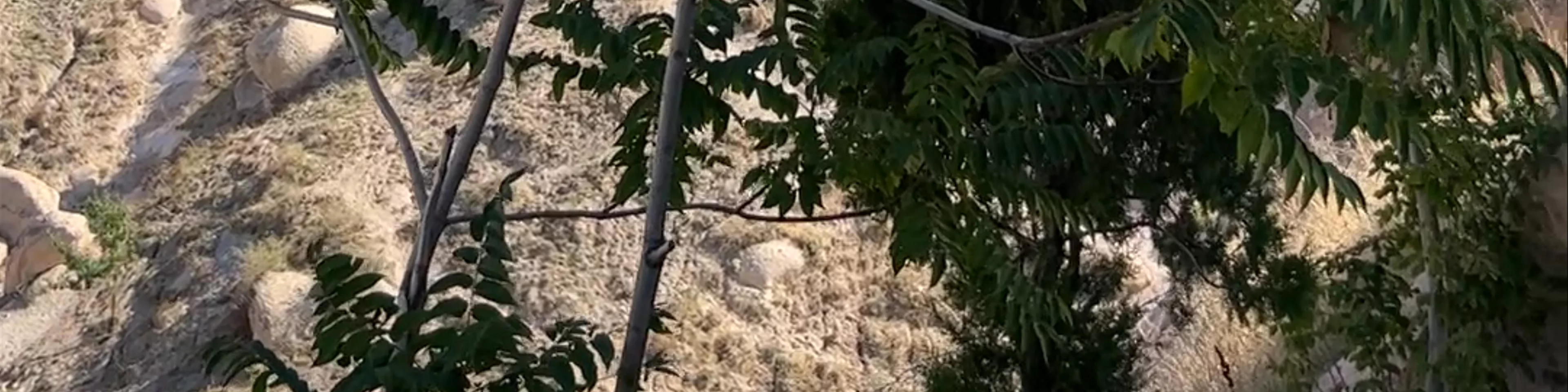 Tekelli