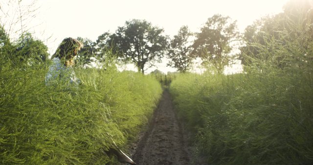 Walking through the grass field