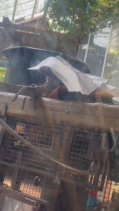 Toronto Zoo - Orangutan exhibit - Zoos Near Me - Toronto, Ontario
