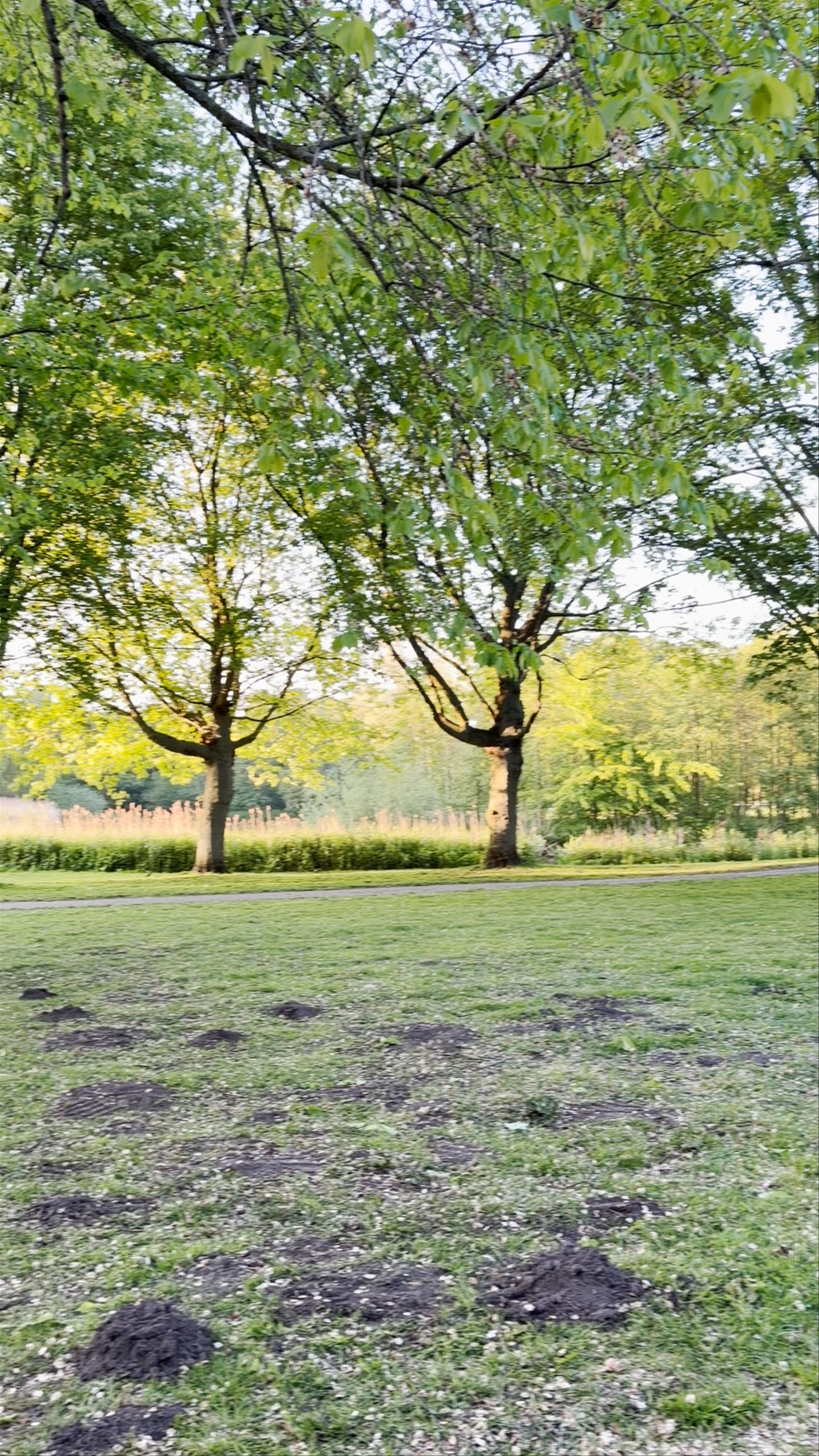 Rembrandtpark