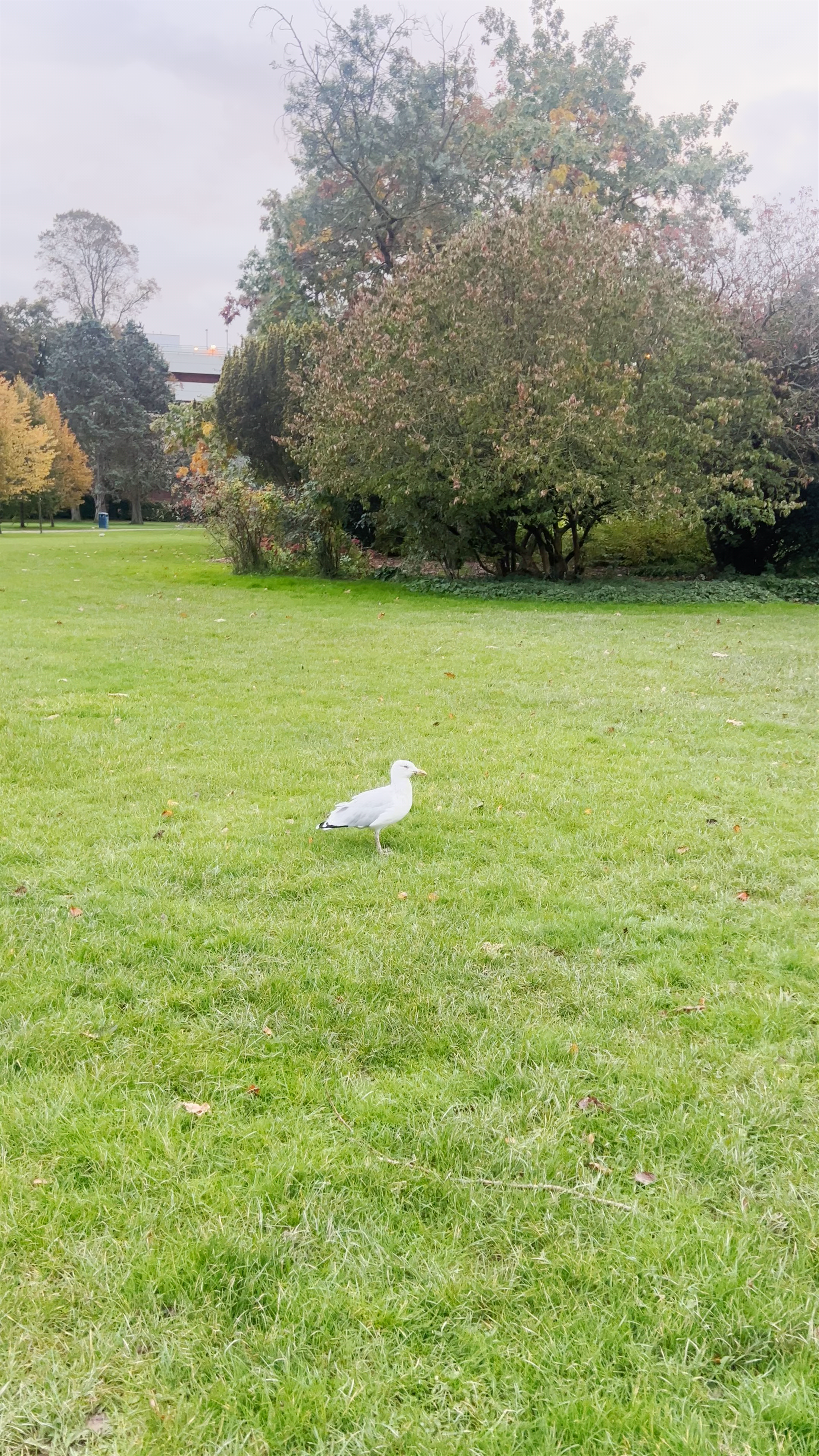 Peaceful Moments at Memorial Gardens in Crawley, UK