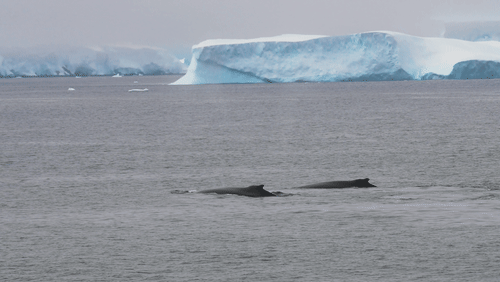 Untitled Work animated gif