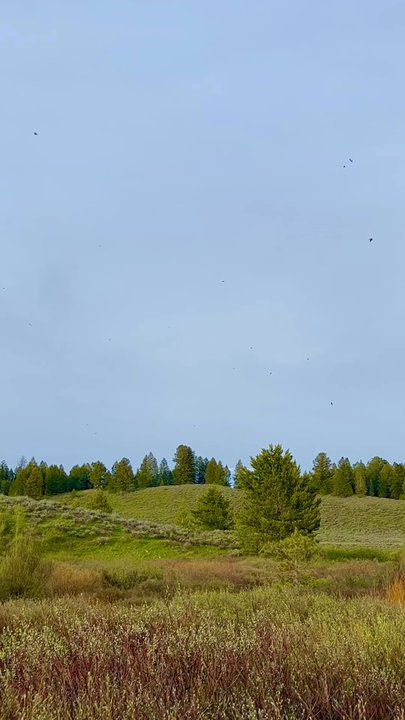 Christian Pond Trail - Sooo many Swallows flying around catching bugs!! :-o - Hiking Near Me - Moran, Wyoming