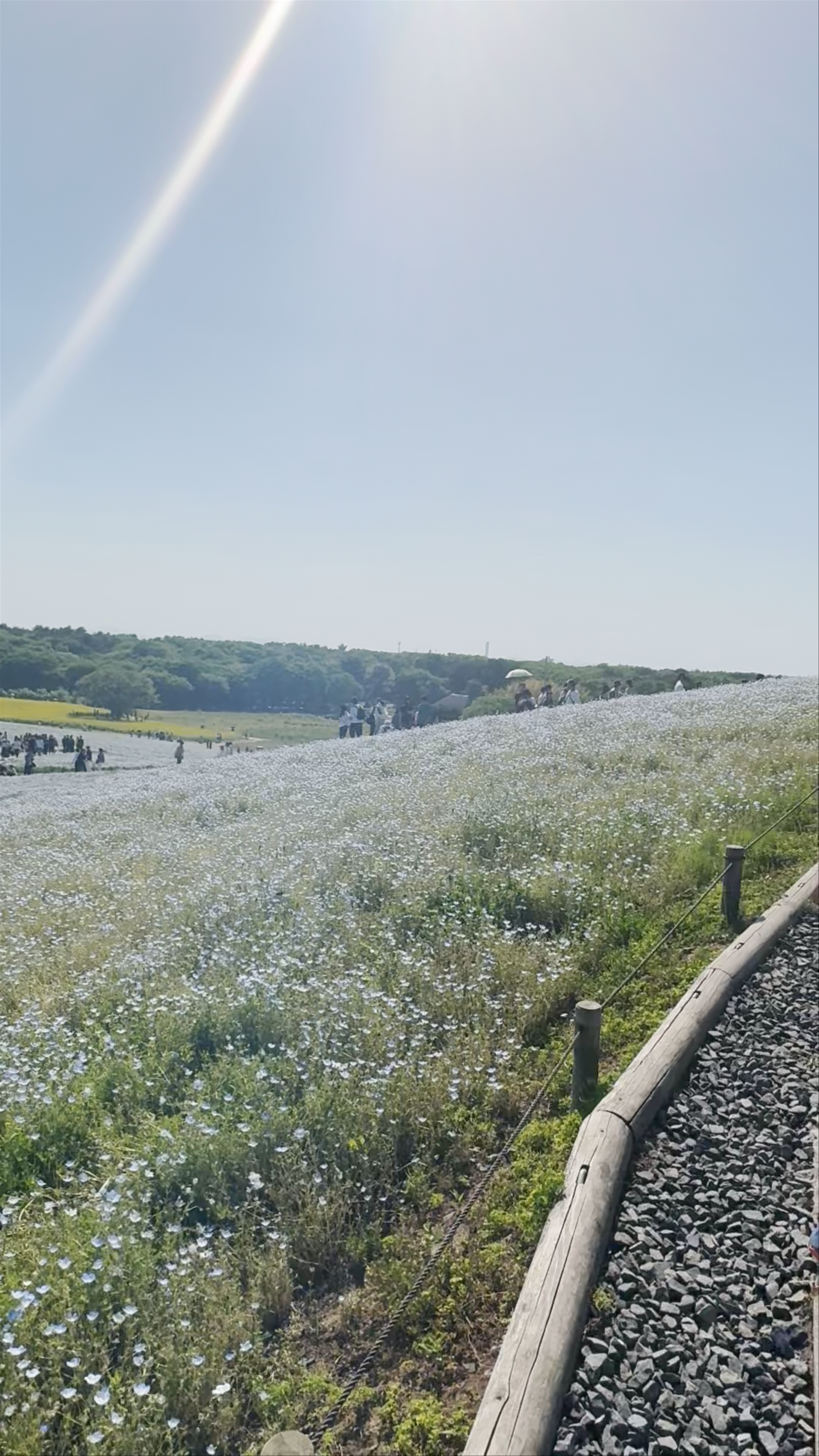 Hitachi Seaside Park