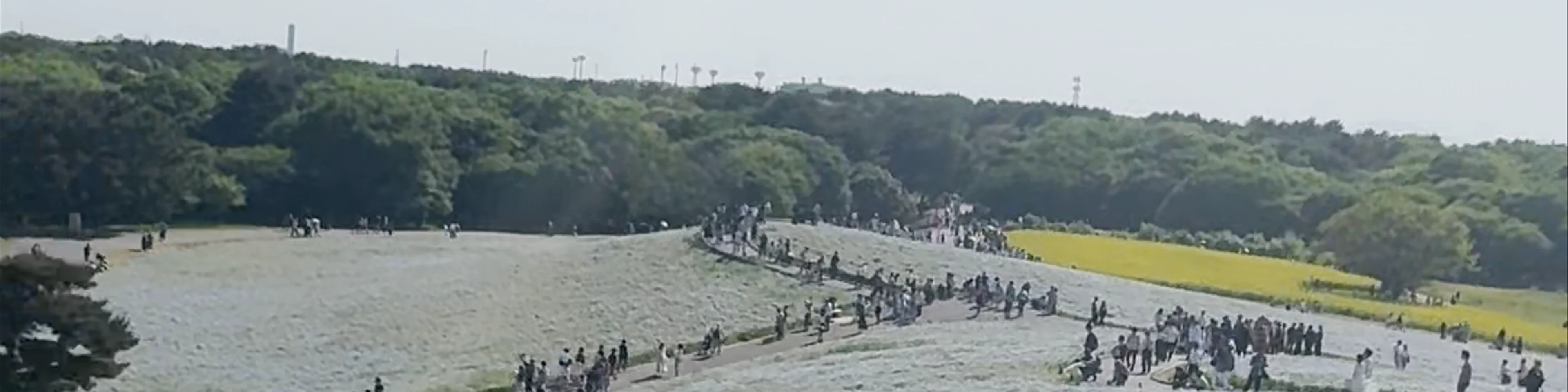 Hitachi Seaside Park