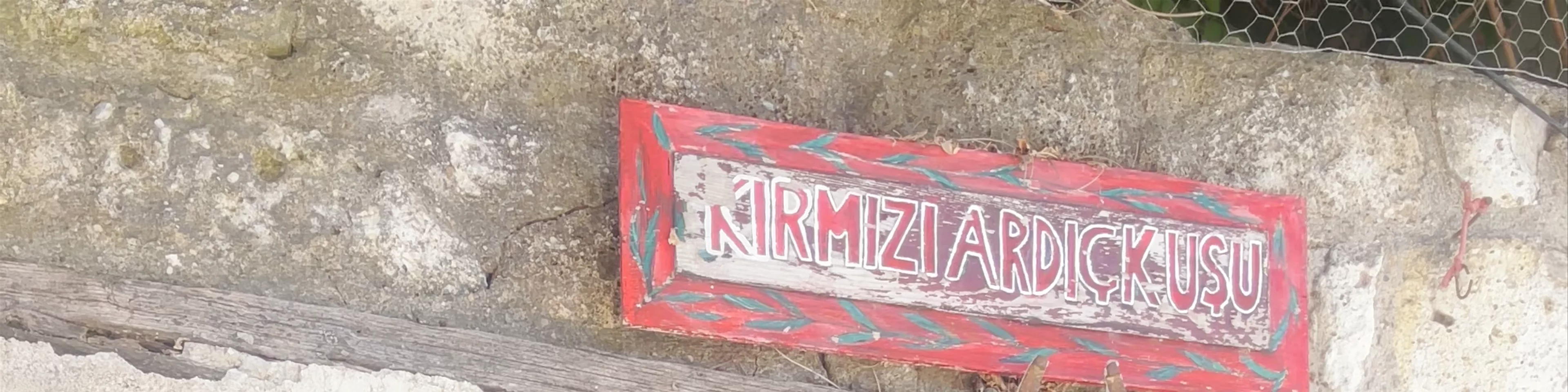 Kırmızı Ardıç Kuşu