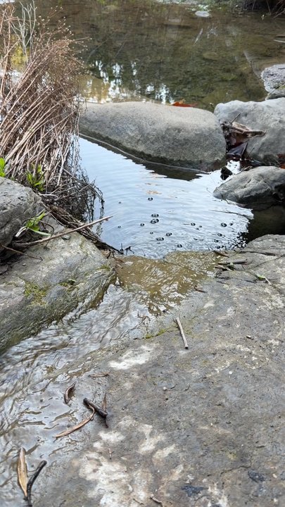 Black Star Canyon Trail - Hiking Near Me - Orange, California