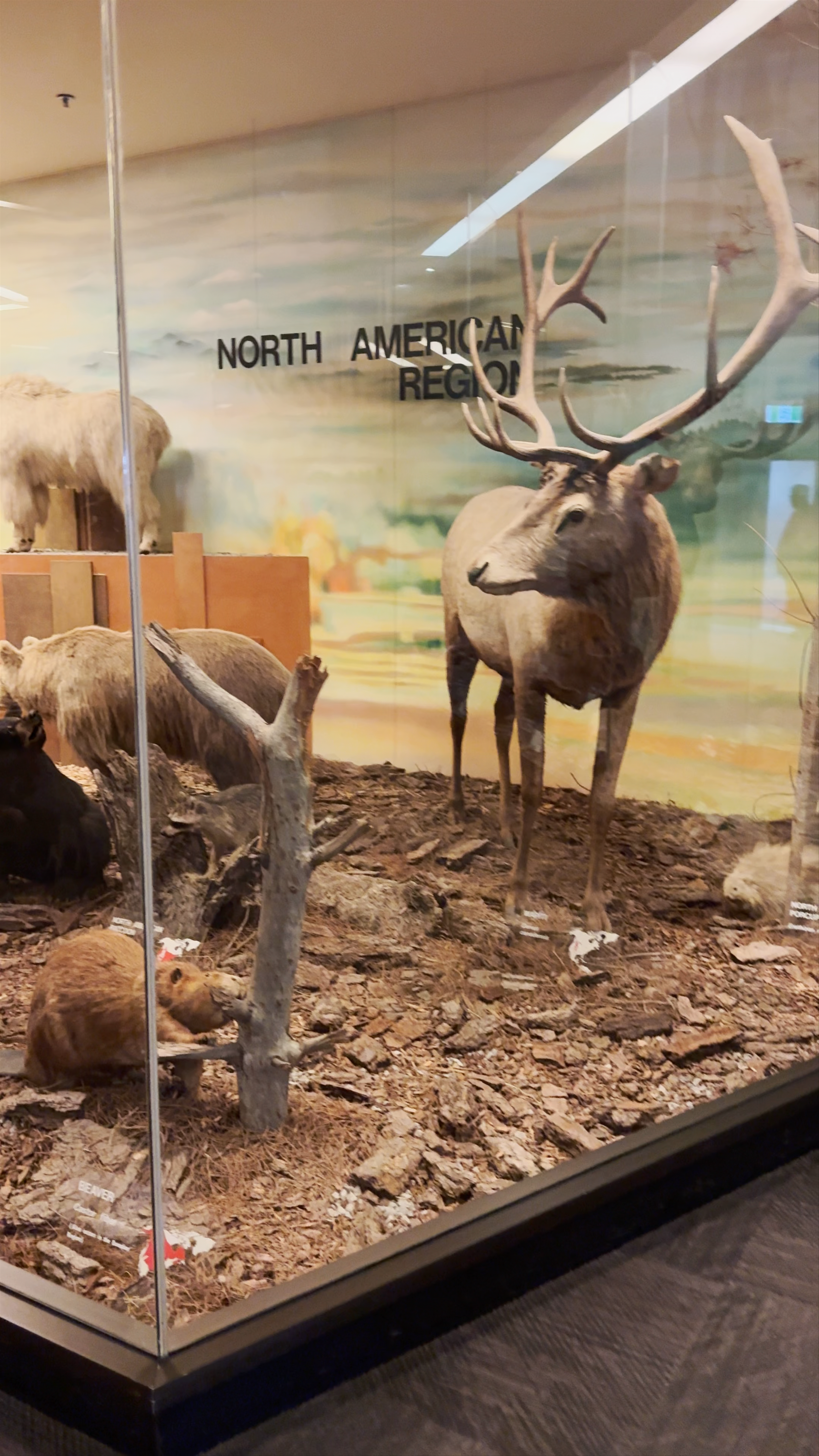 South Australian Museum