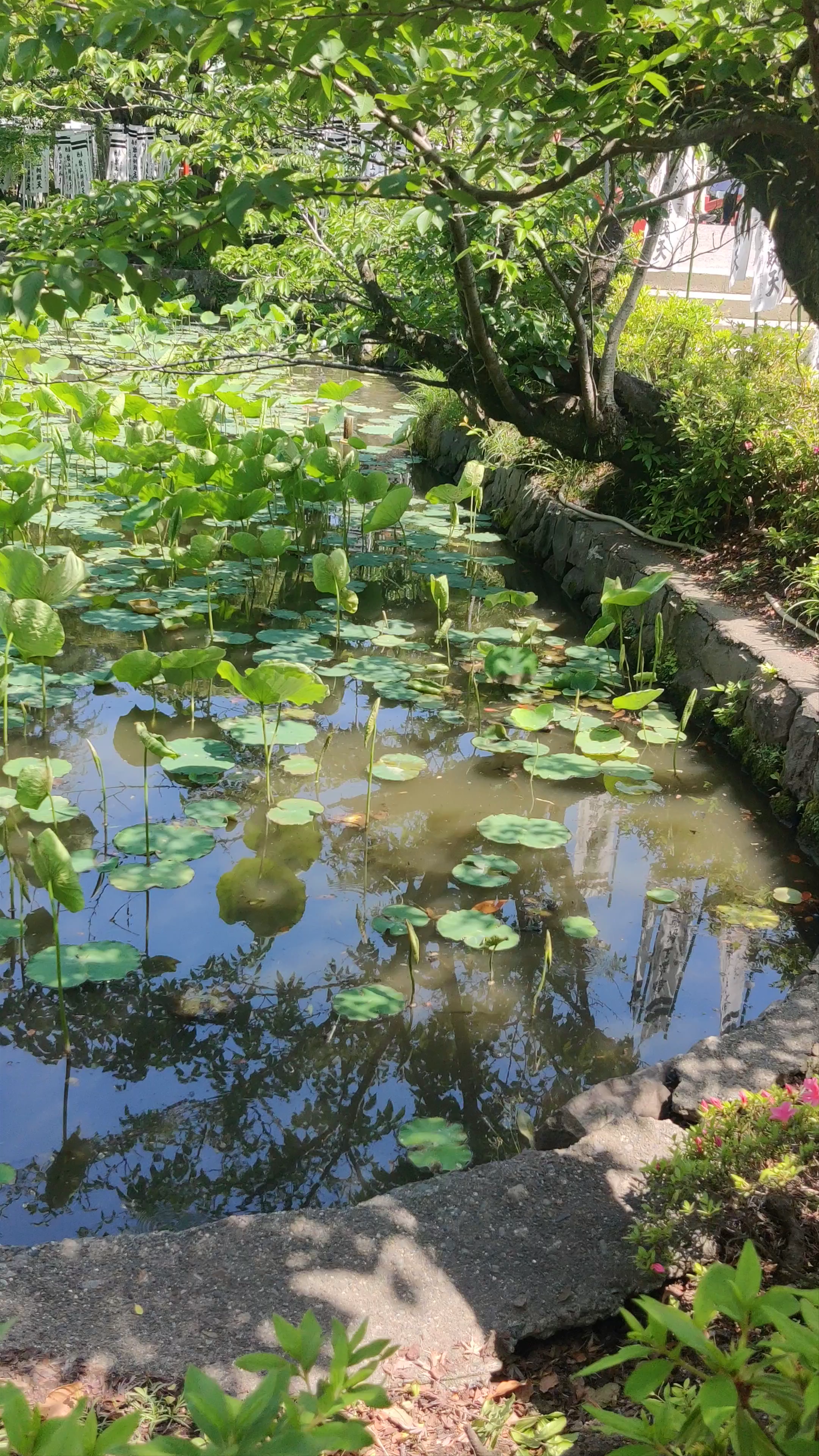Genji Pond
