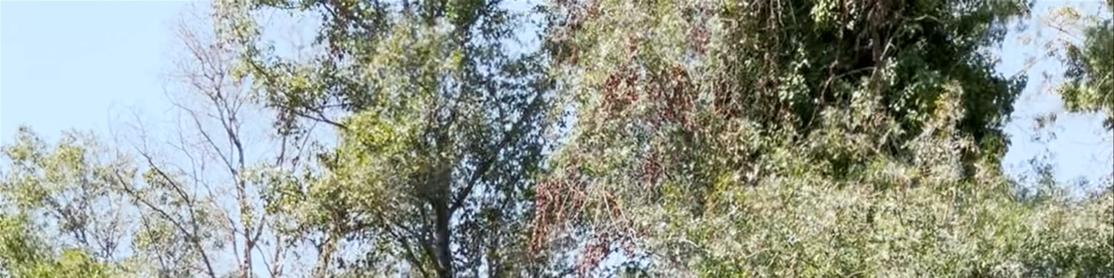 Akyaka Azmak Deresi