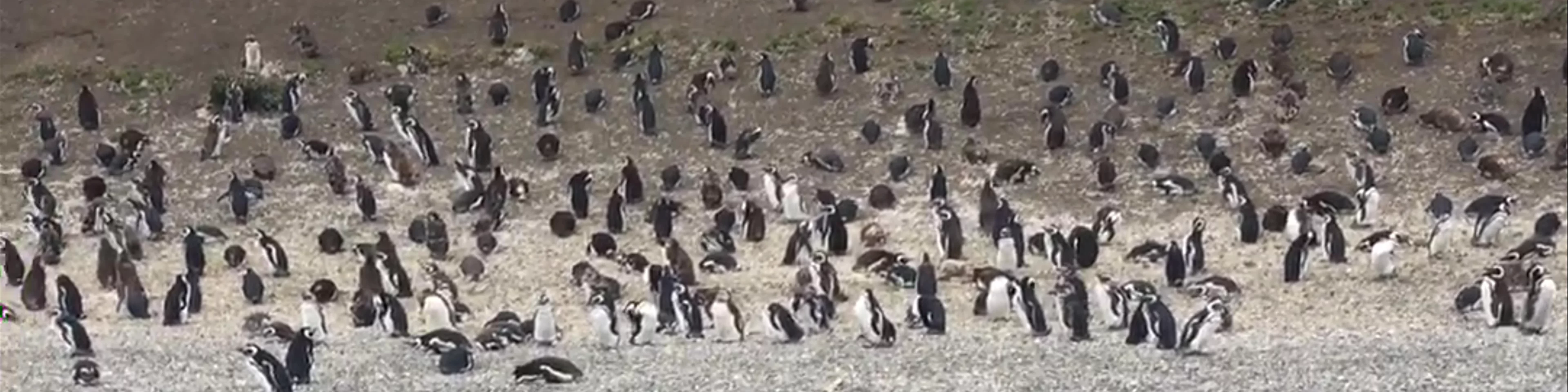 Canal Beagle