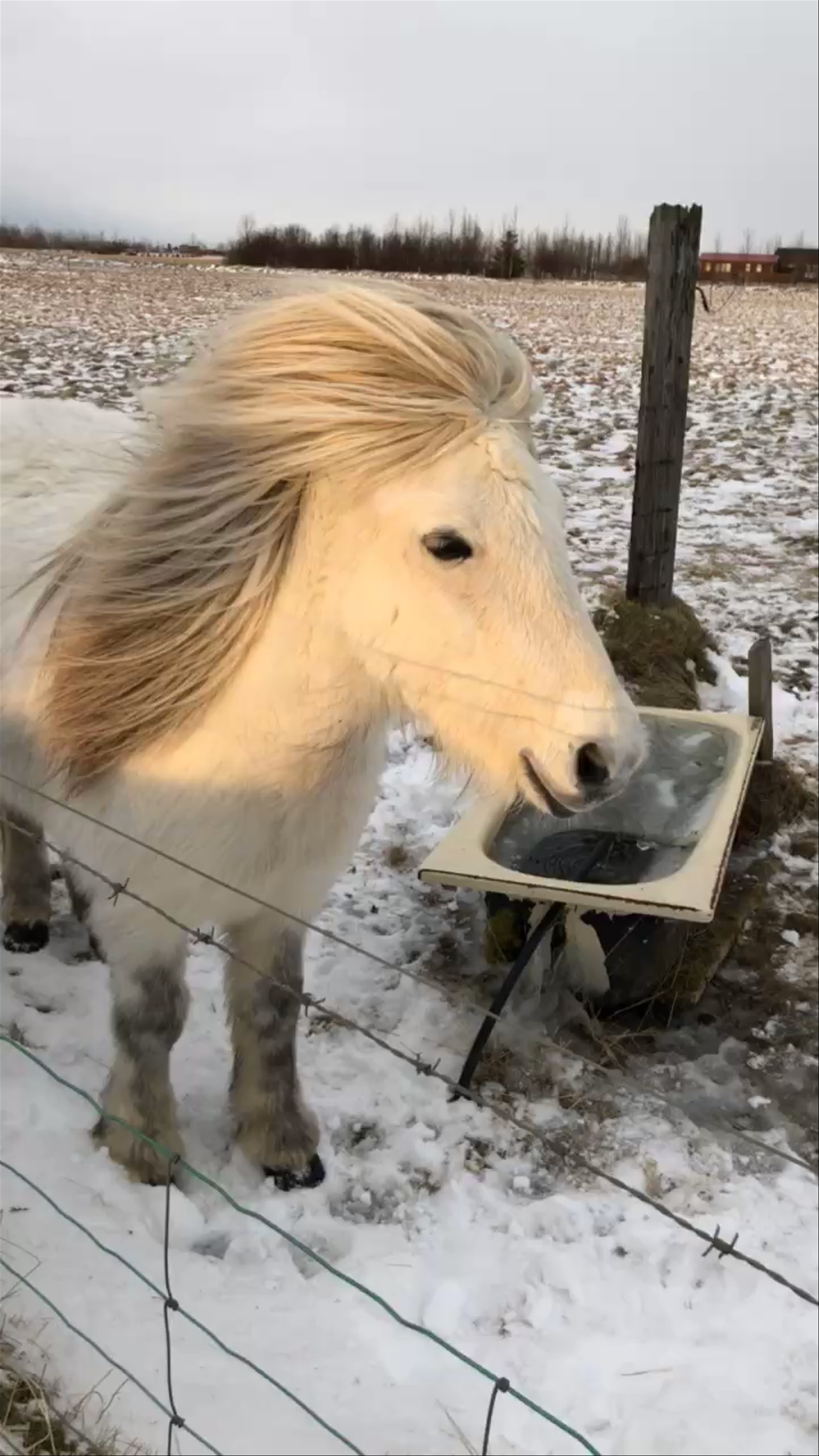 icelandic ponies in Hella 