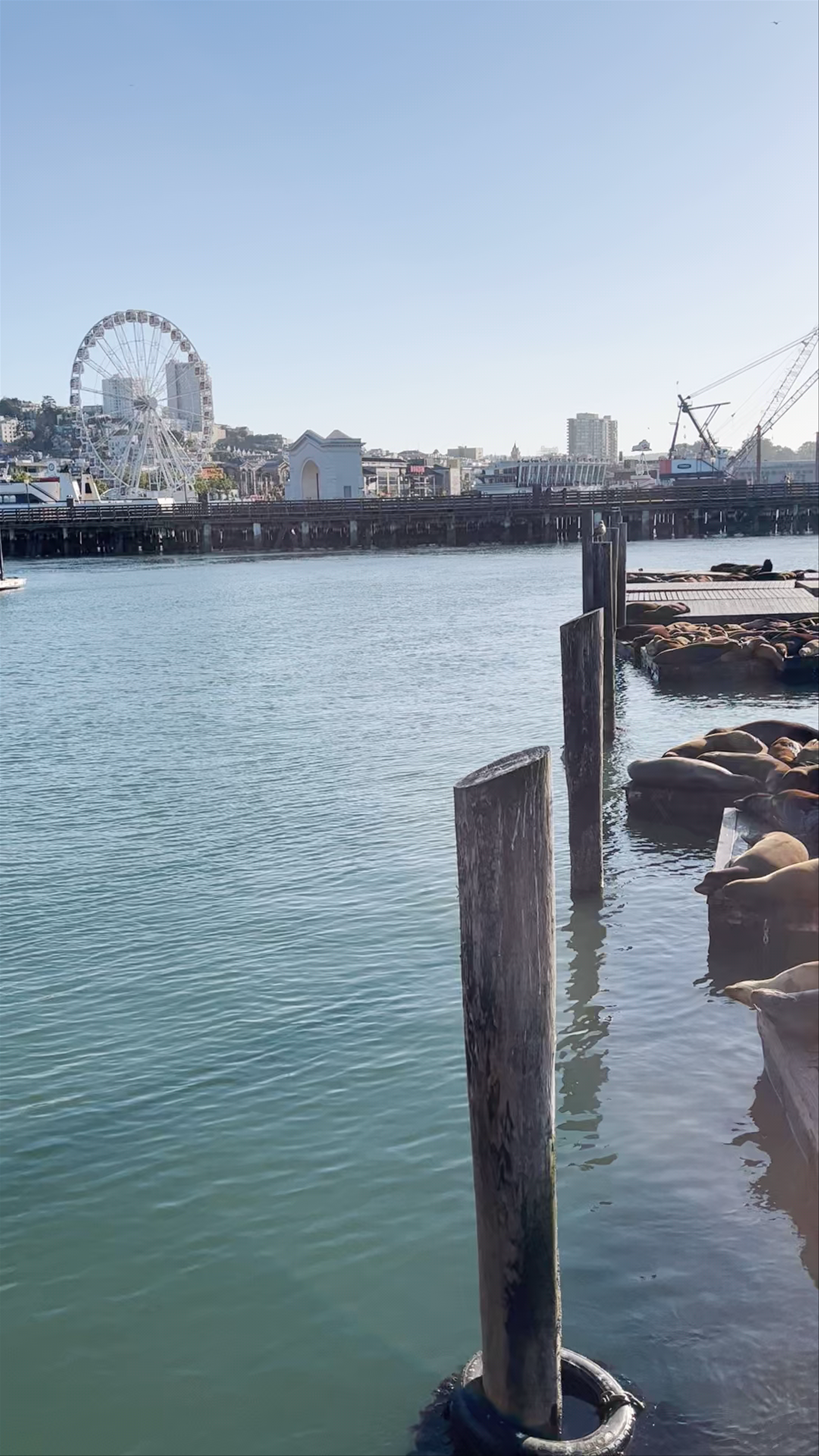 Sea Lion Viewing Area