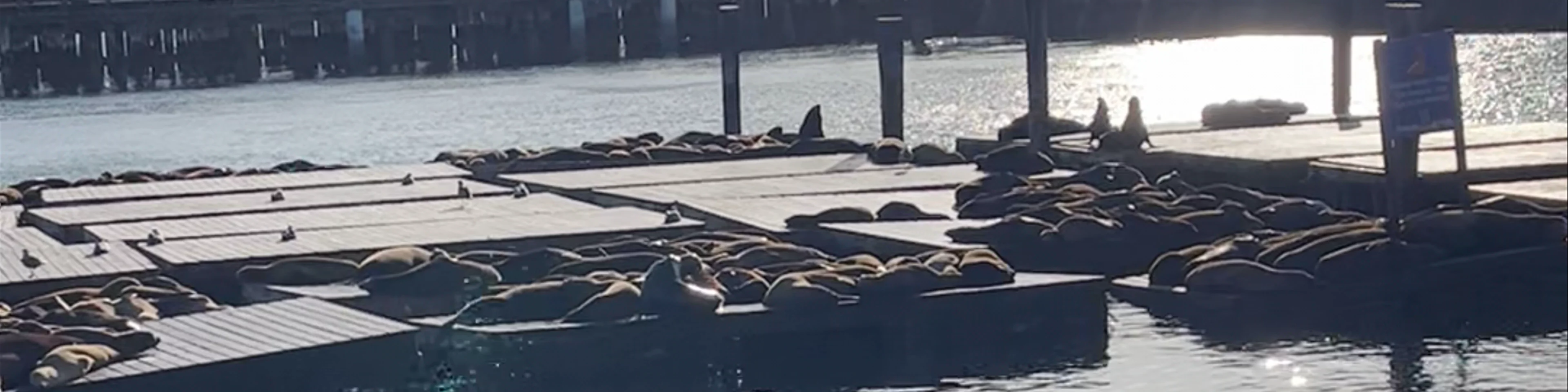 Sea Lion Viewing Area