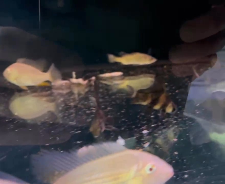 Thread-finned acara