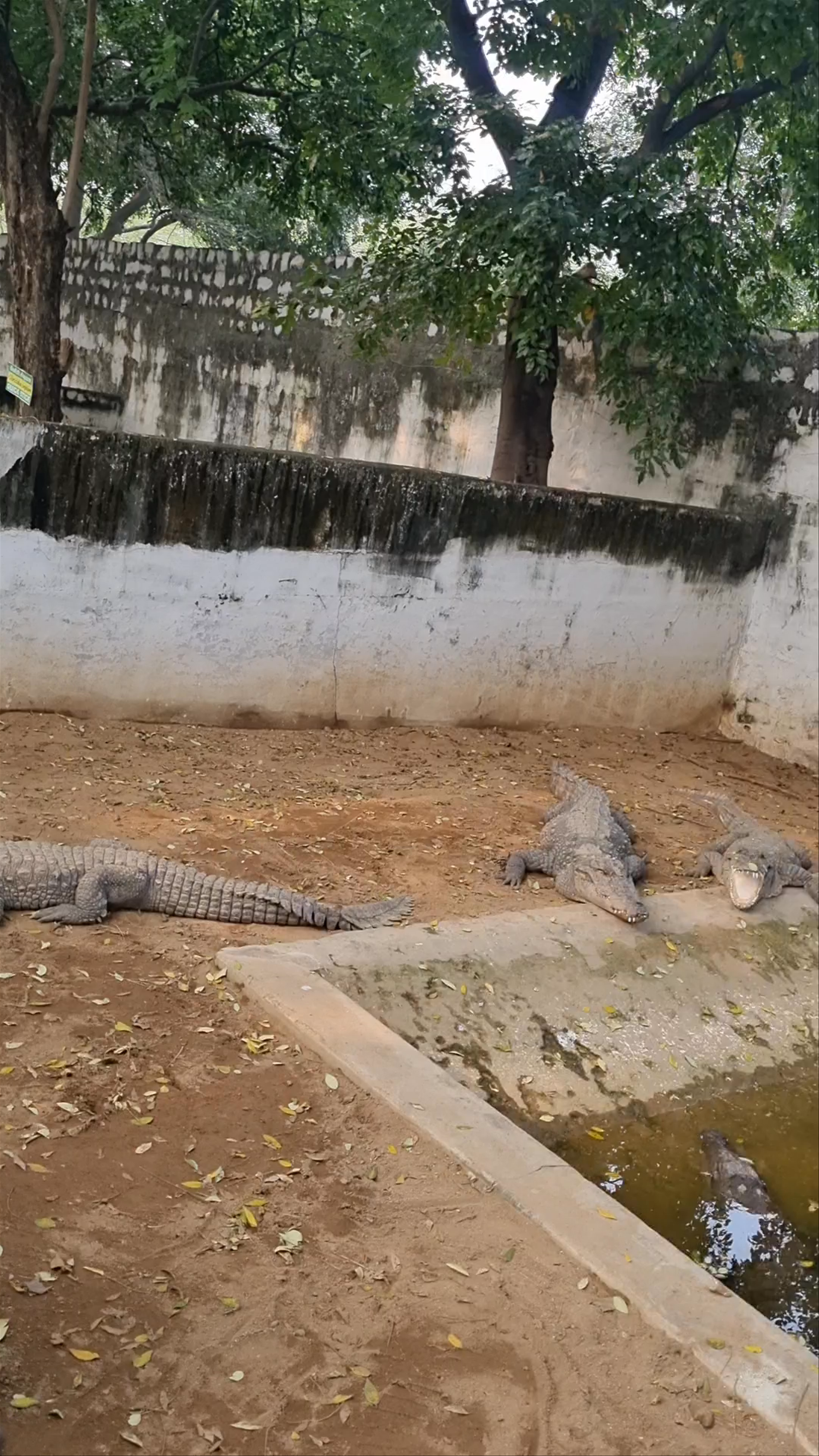 Crocodile Park area