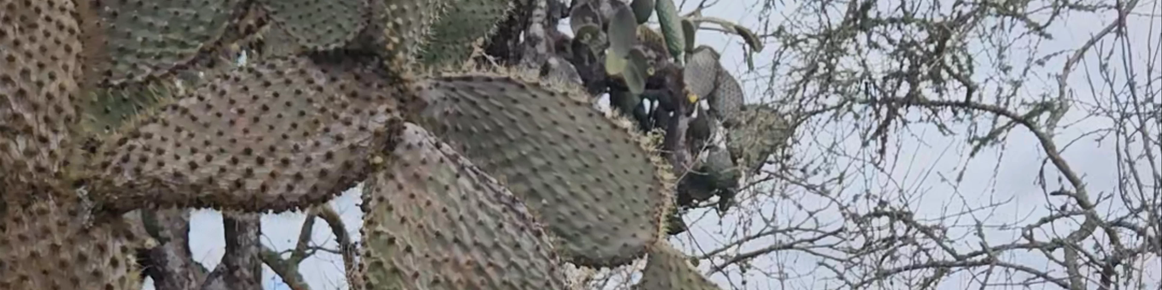 Dirección del Parque Nacional Galápagos