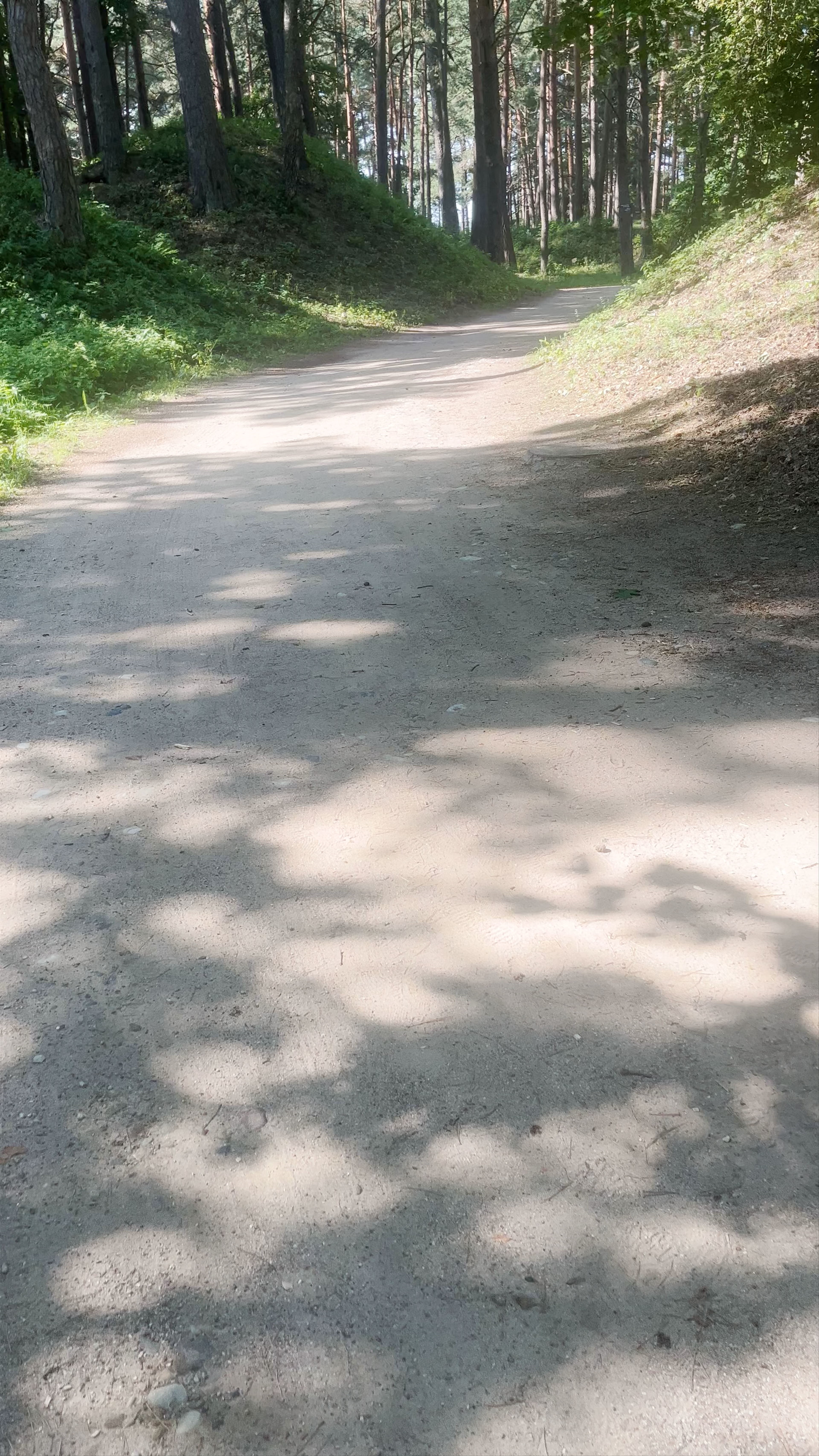 Sun-dappled Forest Path in Juglas Woods, Riga
