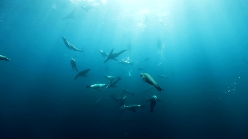 Sea Lion Colony poster