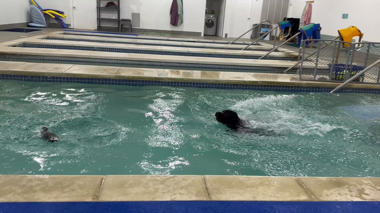 K9 Aquatic Center - Jackson's swim! - Rehabilitation Center Near Me - Potomac, Maryland