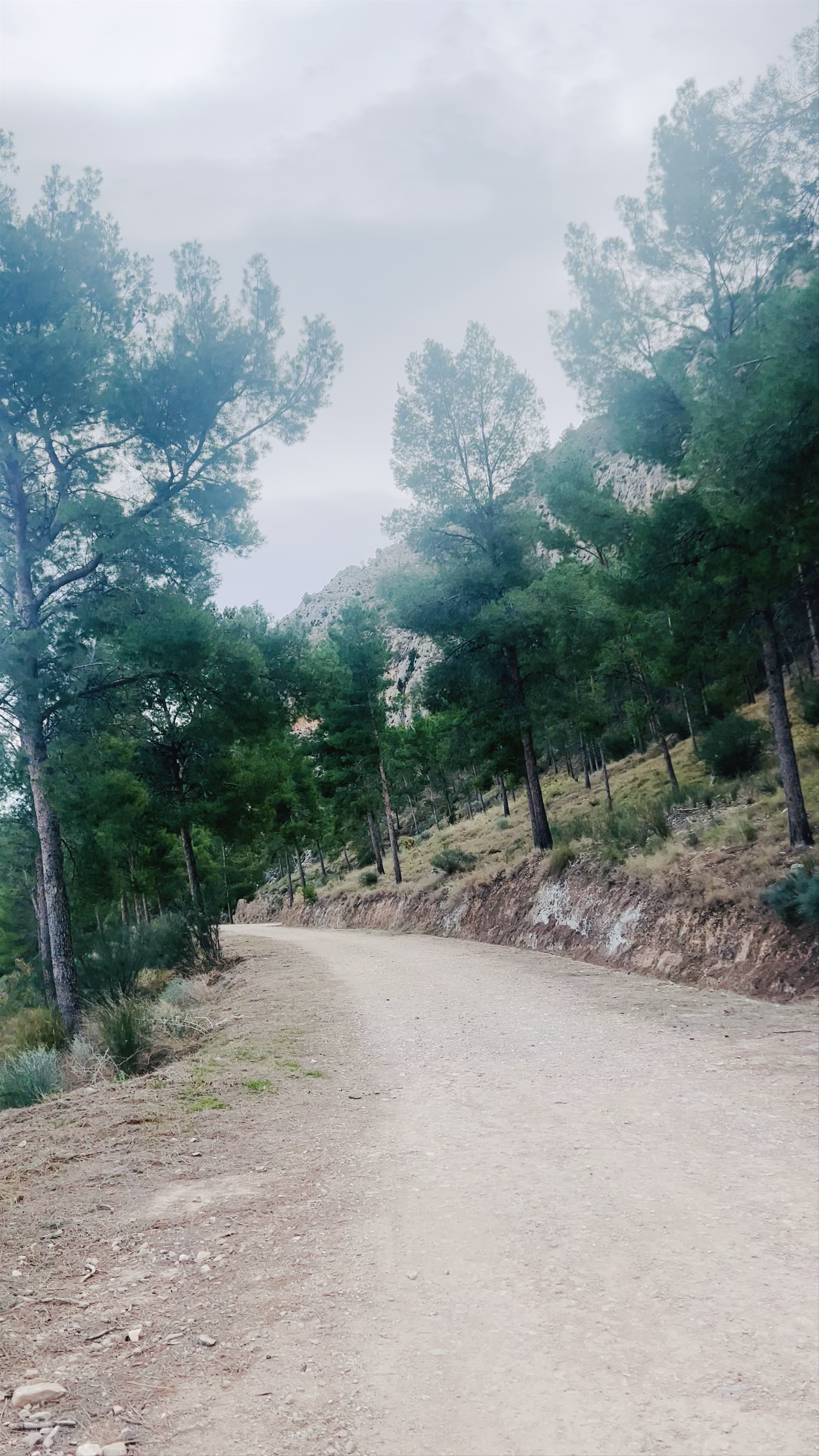 Forest Hike and Scenic Views at Mirador de Franco, Ojós