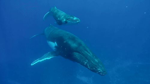 Humpback Whale Mother and Calf animated gif