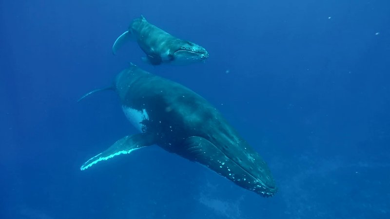 Humpback Whale Mother and Calf poster
