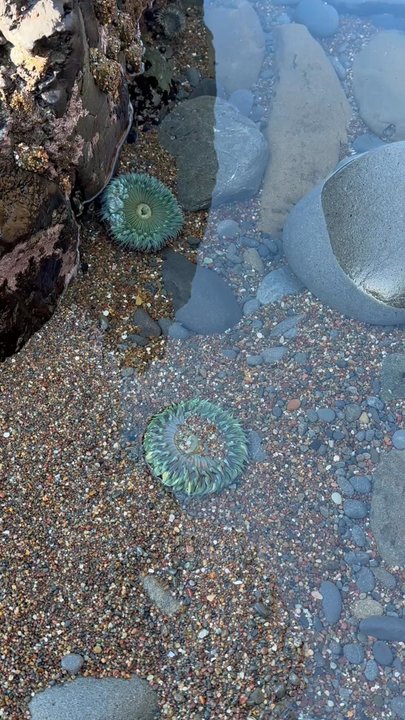 Fiscalini Ranch Preserve - Beaches Near Me - Cambria, California