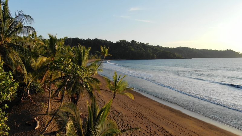 Palm Trees on a Beach in Costa Rica poster