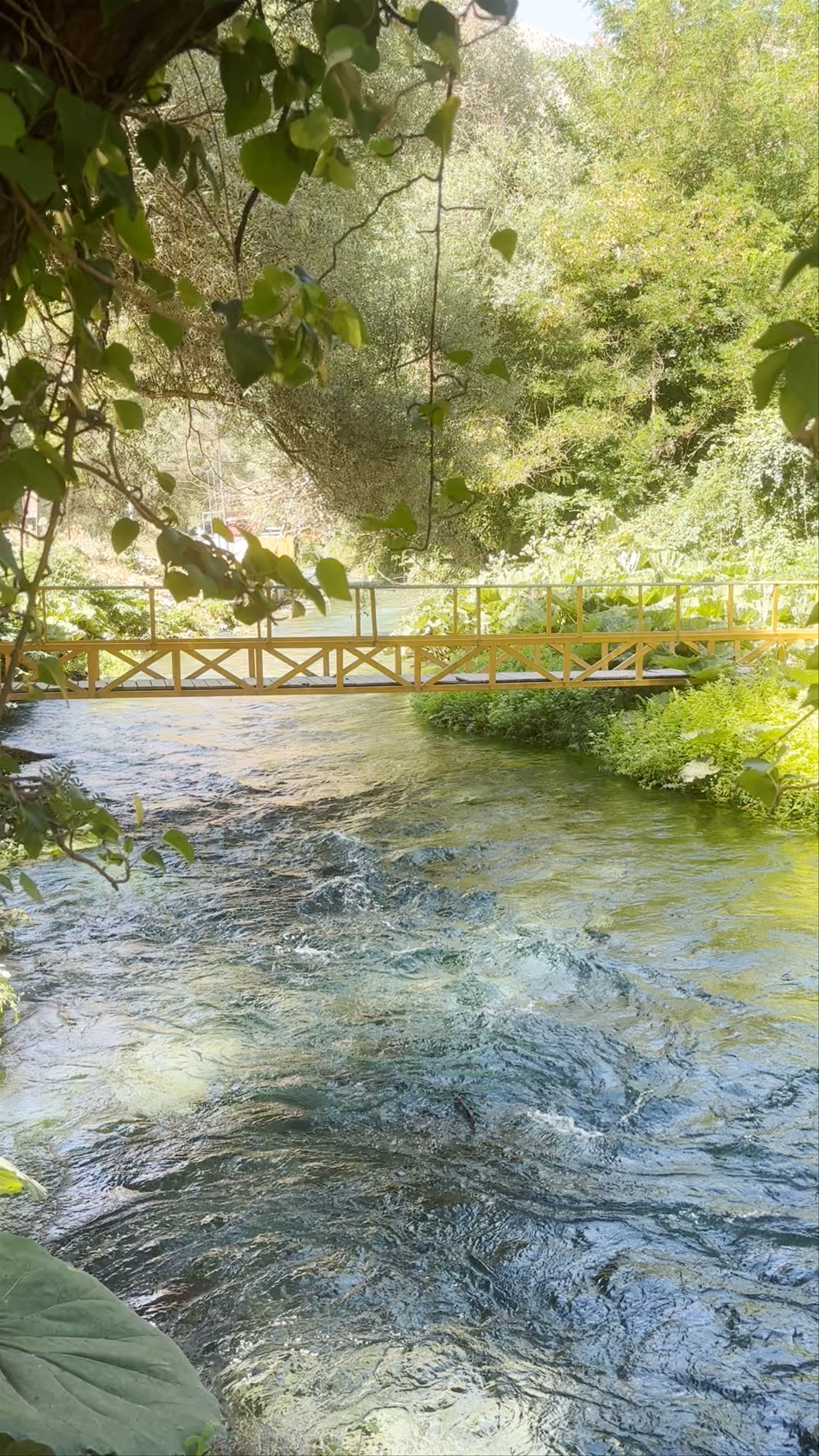 Blue Eyes - Bar Coffee