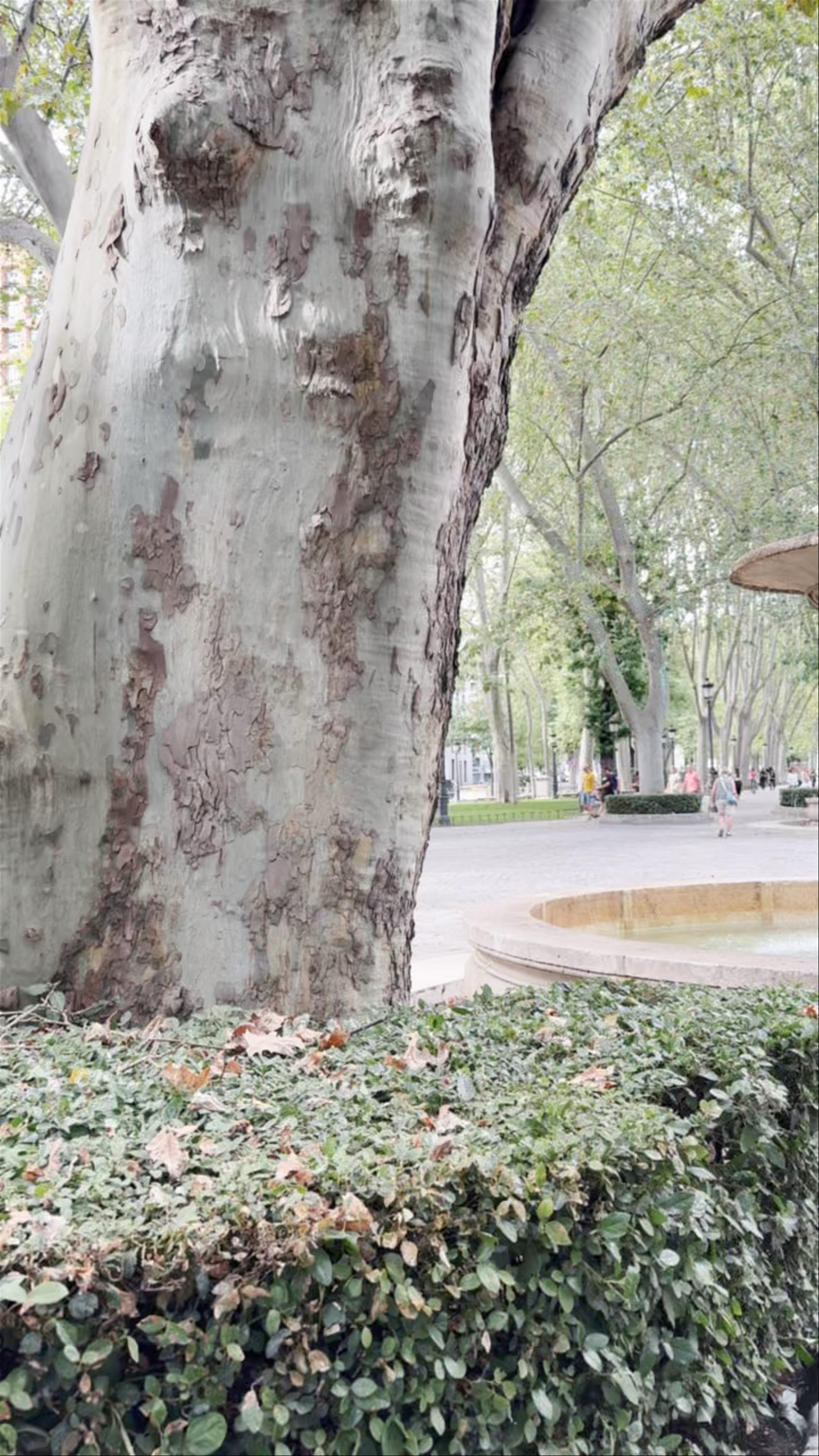 Paseo del Prado