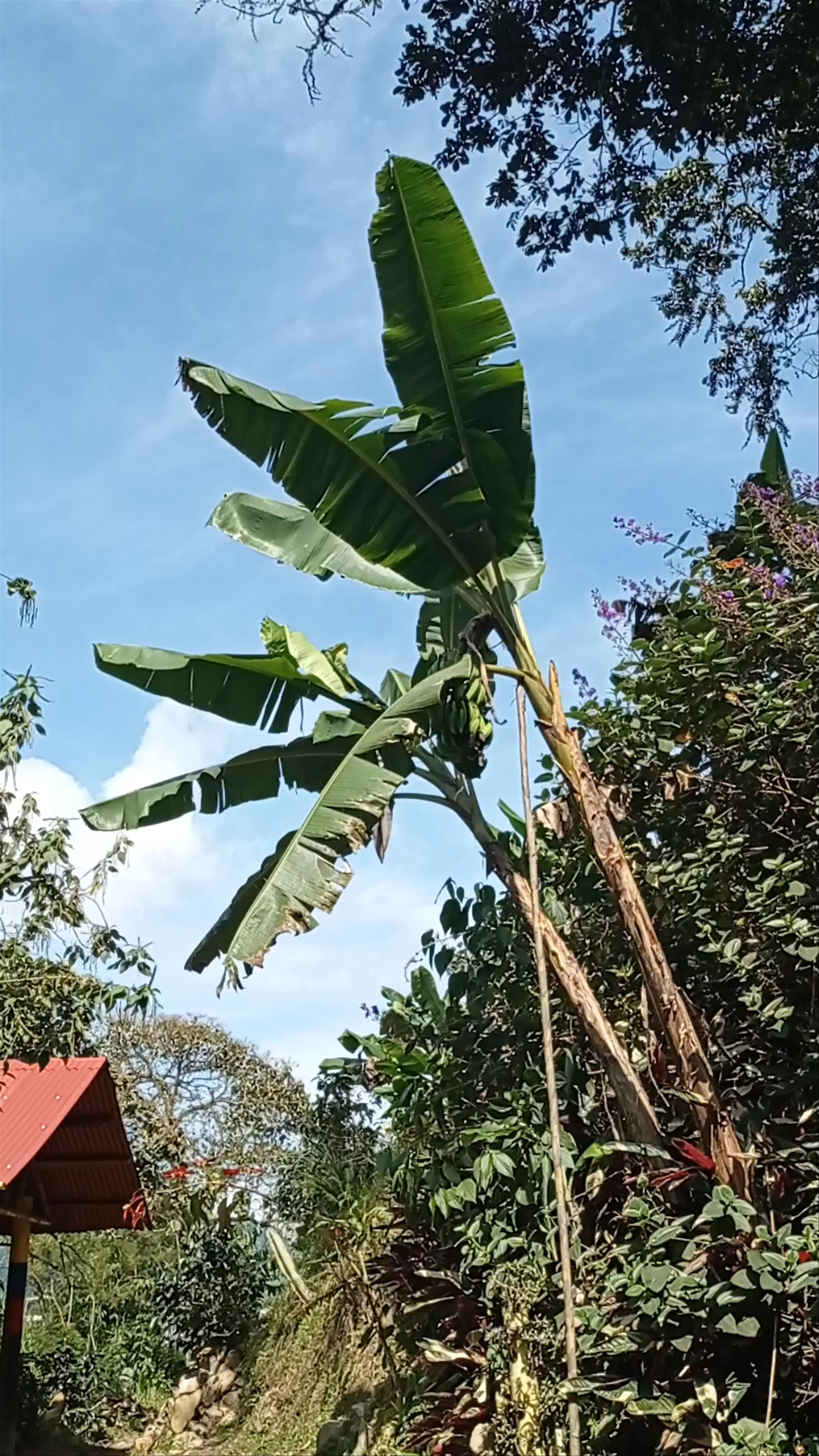 D'Arrieros Coffee Farm