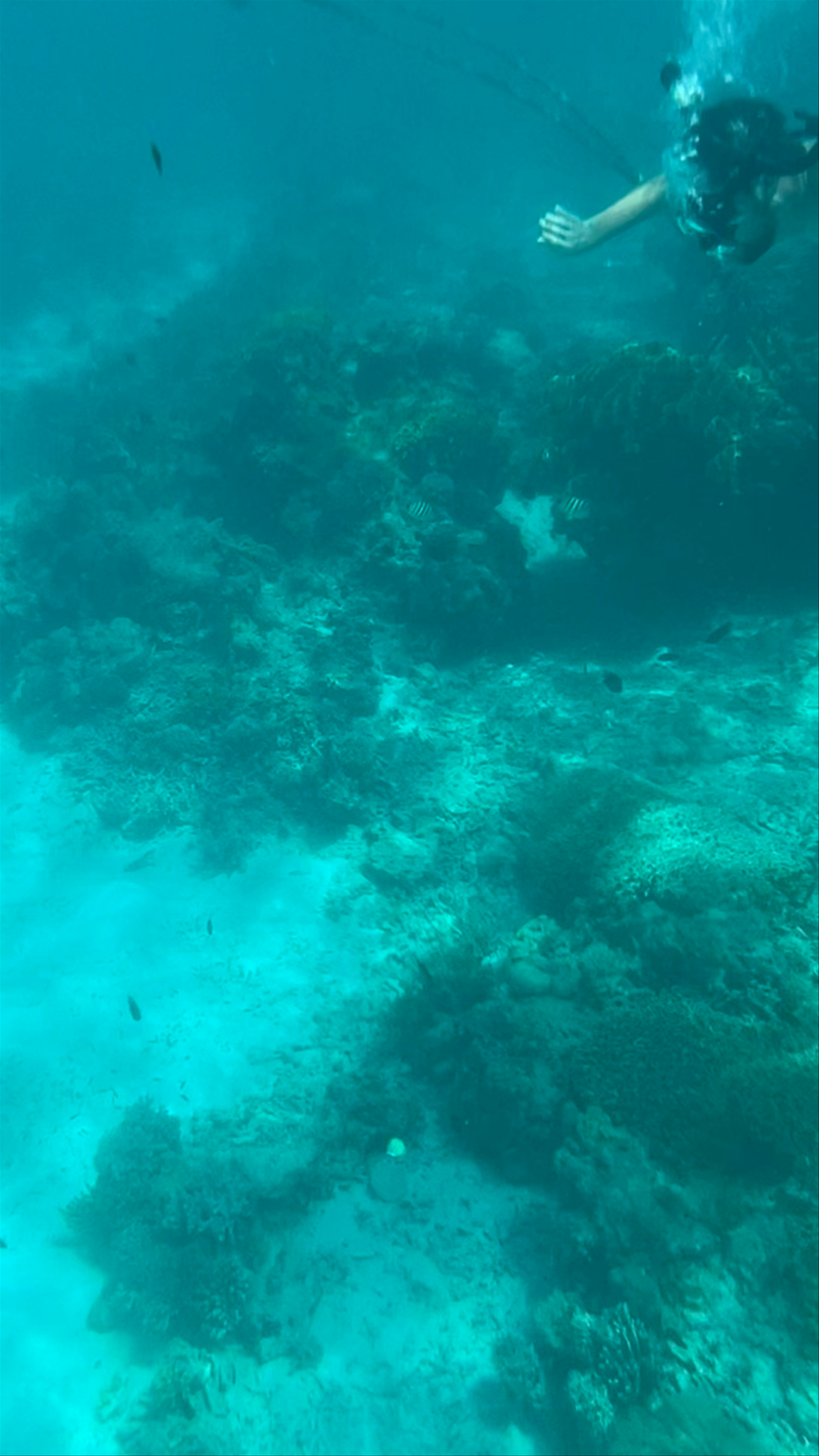 Snorkeling Adventure at Manlihan Island, Linapacan, Philippines