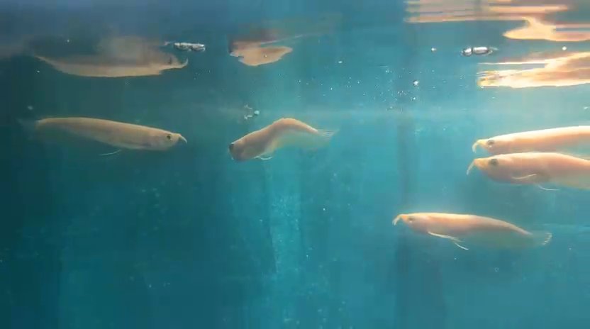 Silver arowana