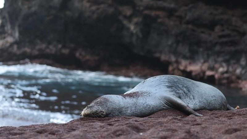 Hawaiian Monk Seal poster