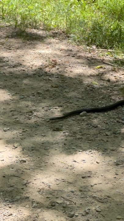 James Boyce Park - Black rat snake - Parks Near Me - Charlotte, North Carolina