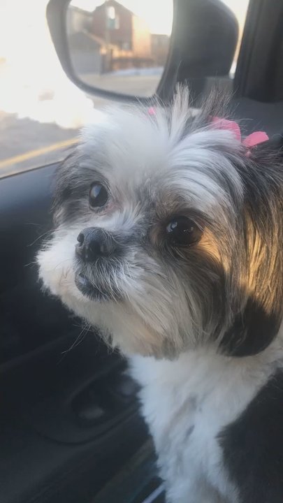Doggone Rite - Pet Groomers Near Me - Chicago, Illinois