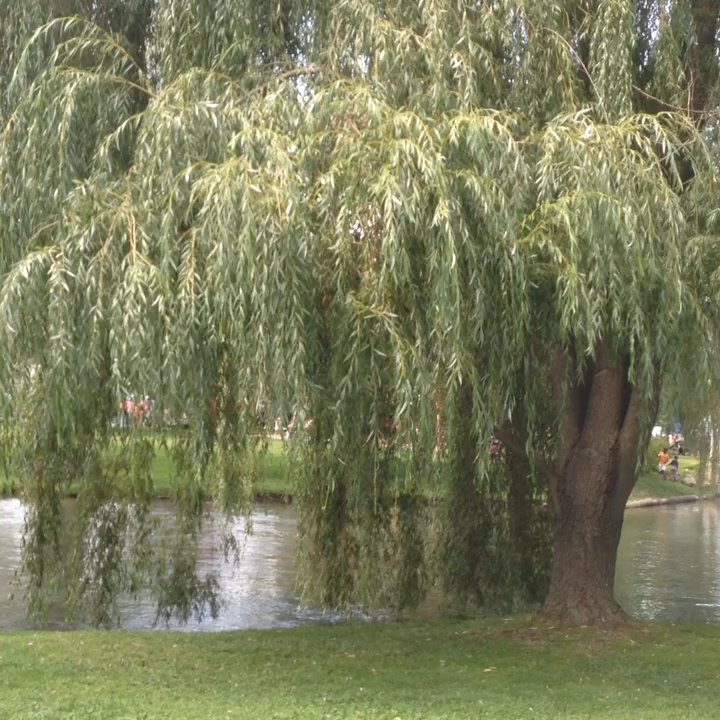 Talleyrand Park - Park - Parks Near Me - Bellefonte, Pennsylvania