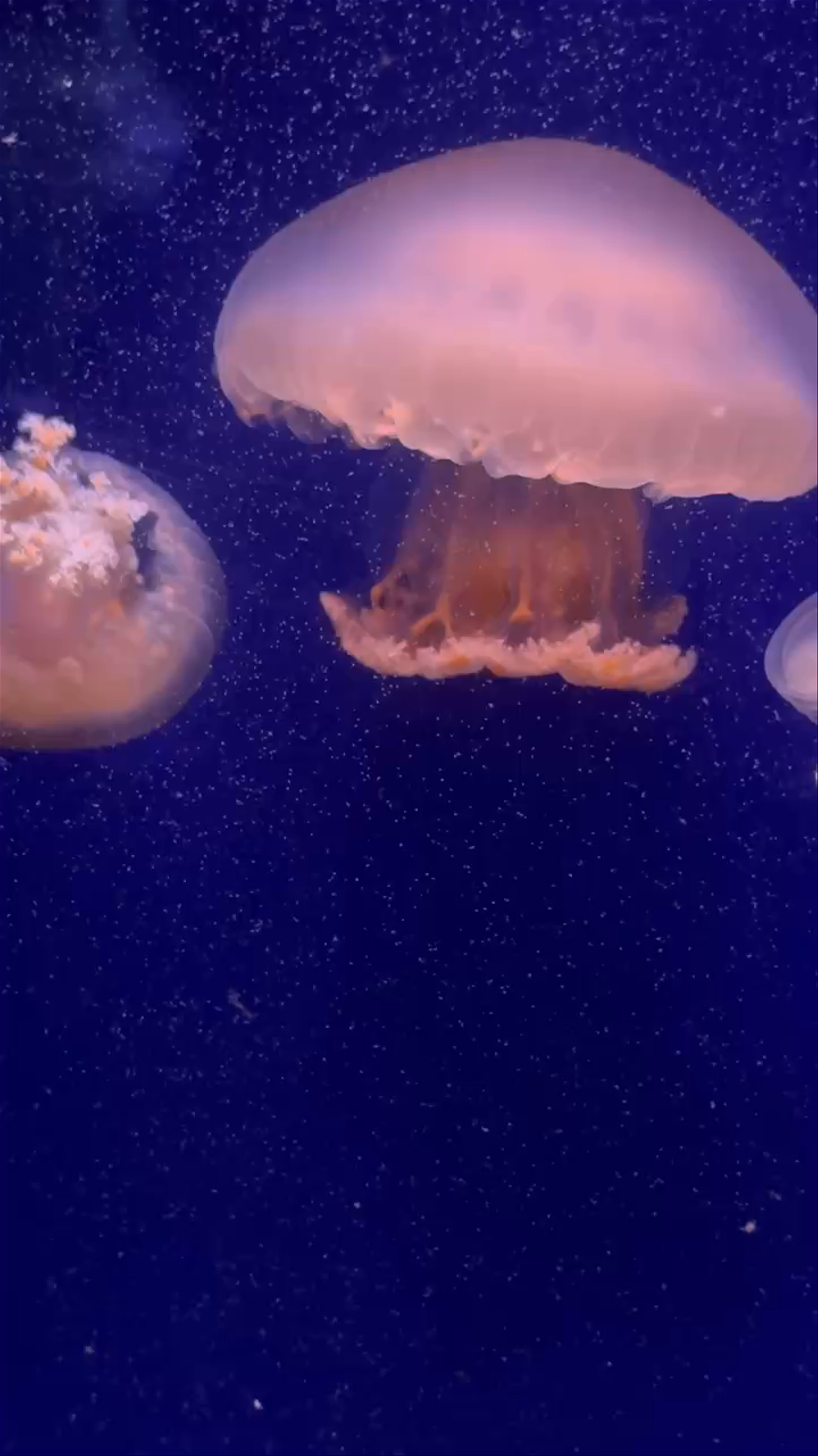 Oceanogràfic València