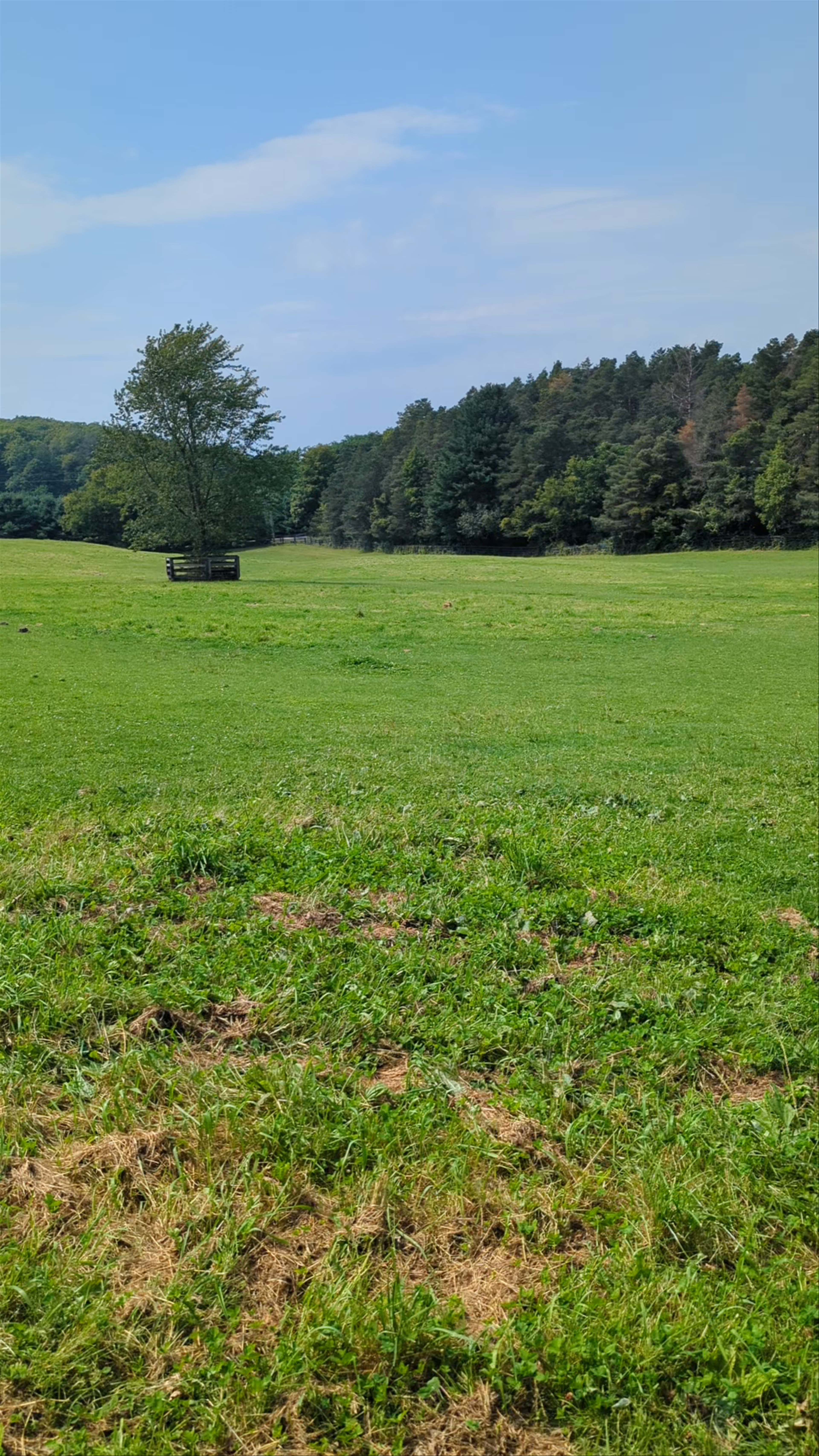 Dog Tales Rescue & Sanctuary