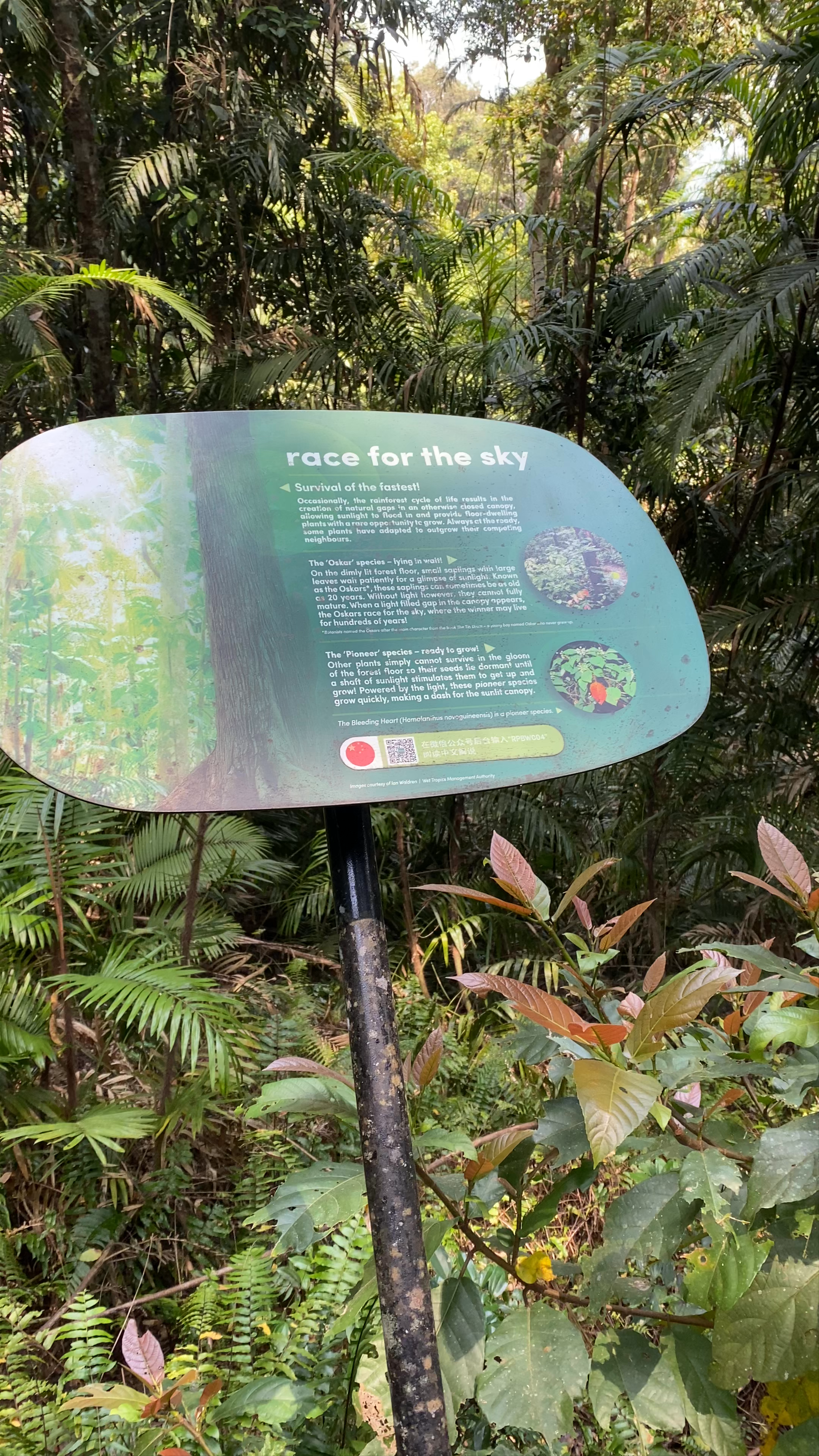 Barron Falls Rainforest Canopy Walk and Lookout - Immersive Tropical Adventure
