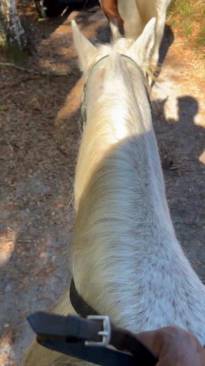 Equestrian Quest Stables - Super chill. - Horseback Riding Near Me - Geneva, Florida