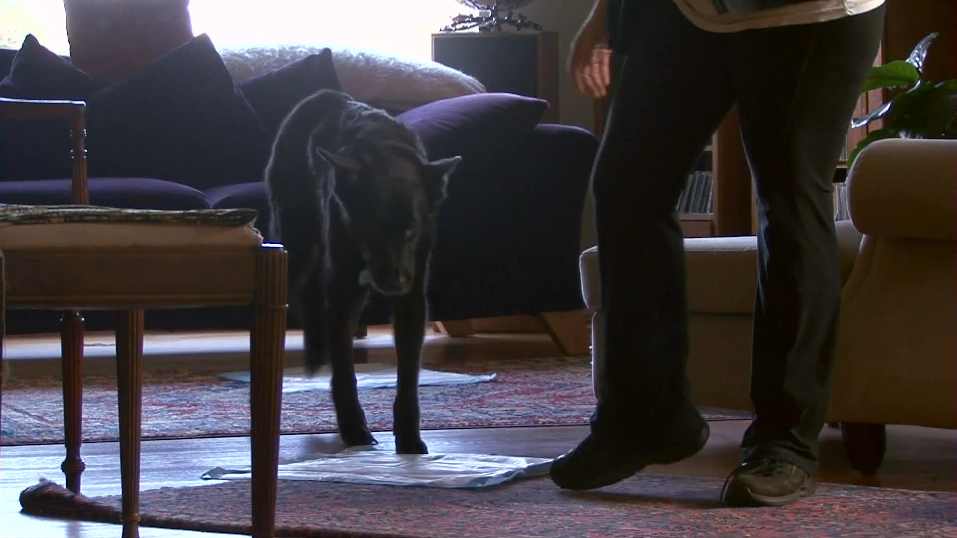A person pets a black German shepherd while lying on the floor, followed by the dog walking through a home and exiting through a door.