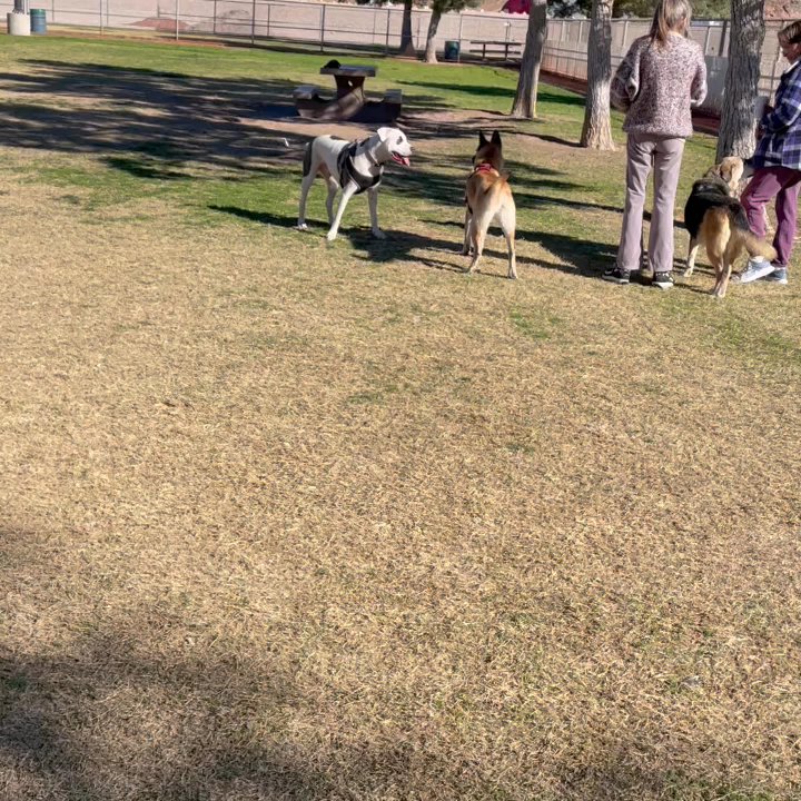 Shadow Rock Park - Very spacious and run to get your dog tired - Parks Near Me - Las Vegas, Nevada